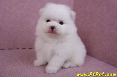 11/10松鼠白博美公幼犬(高雄大樹)5