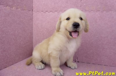 07/18黃金獵犬母幼犬(嘉義)6