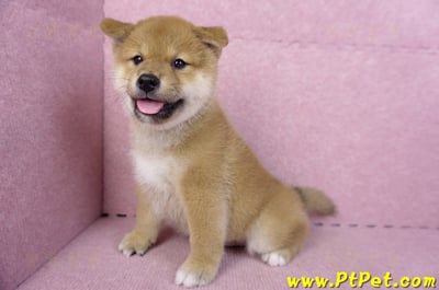 10/15赤色柴犬公幼犬(高雄前金)11