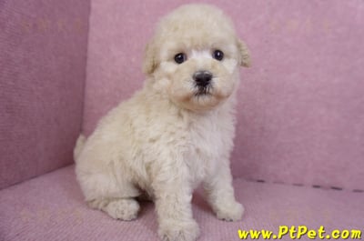 12/06奶油貴賓母幼犬1號(高雄)5