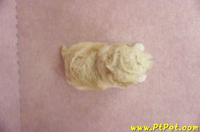 06/04泰迪比熊公幼犬1號(高雄左營店)7