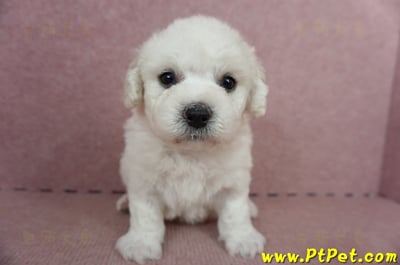 05/22比熊犬公幼犬3號(屏東鹽埔)2