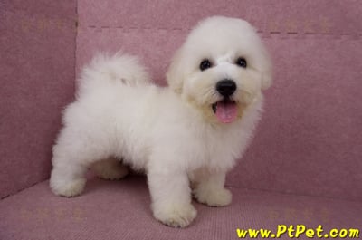 05/20比熊犬公幼犬(新北林口)1