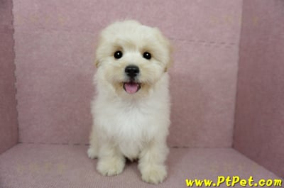 01/10奶油色馬爾泰迪公幼犬(花蓮壽豐)3