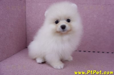 06/23迷你型松鼠白博美公幼犬(新北板橋)5