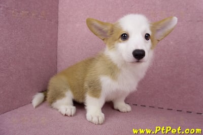 05/09雙色柯基犬母幼犬(台北萬華)6