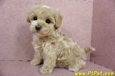 03/02馬爾泰迪母幼犬(桃園楊梅)12