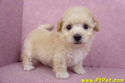 09/23泰迪比熊母幼犬3號(高雄大寮)5