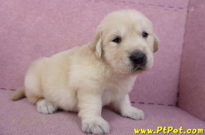 11/14黃金獵犬公幼犬2號(新北三重)4