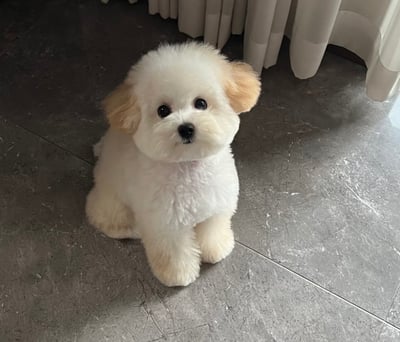 泰迪比熊(泰迪熊)介紹1