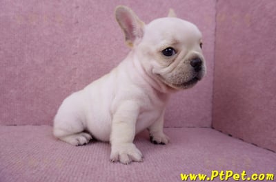 07/25奶油色法國鬥牛公幼犬(台北士林)7