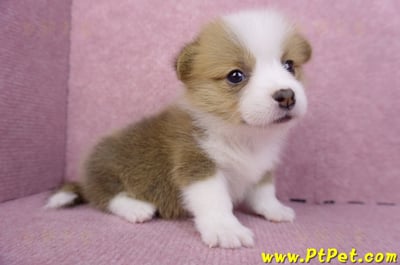 07/09雙色柯基犬母幼犬5
