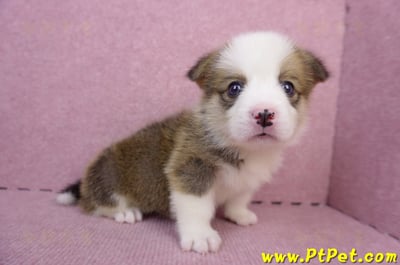 07/01雙色柯基犬公幼犬(屏東長治)6