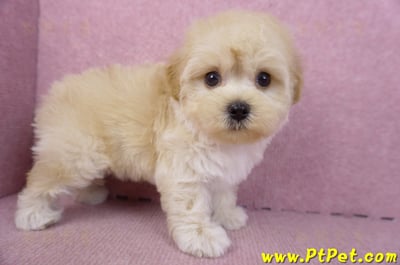 12/10馬爾泰迪公幼犬(台北信義)5