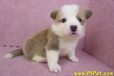 04/16雙色柯基犬公幼犬5