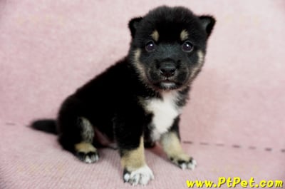 05/14黑色柴犬公幼犬(屏東市)4