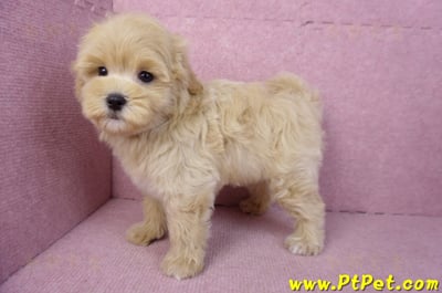 11/23馬爾泰迪公幼犬1號(高雄茂林)11