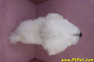 07/22比熊犬公幼犬(屏東市)12