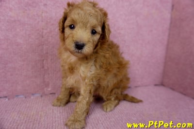 02/11紅貴賓母幼犬(桃園市 )5