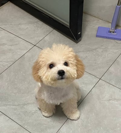 泰迪比熊(泰迪熊)介紹3