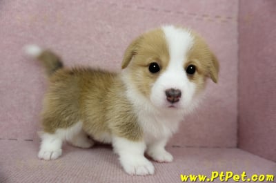 02/09雙色柯基犬母幼犬1號(台南安定)6