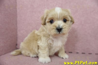 05/05奶油色馬爾泰迪公幼犬1號(台南東區)3