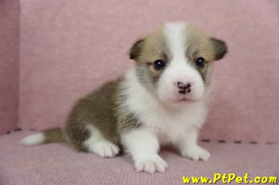 04/28雙色柯基犬公幼犬1號(桃園中壢)3