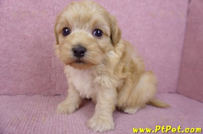 12/10馬爾泰迪公幼犬4號5