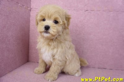 11/23馬爾泰迪公幼犬1號(高雄茂林)15