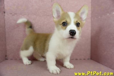 04/13雙色柯基犬公幼犬2號(桃園中壢)1