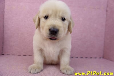 07/18黃金獵犬公幼犬6號(桃園平鎮)2