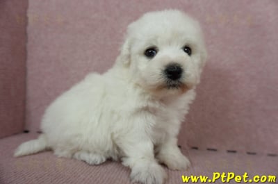 11/04比熊犬母幼犬2號(新竹竹東)5