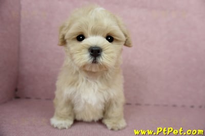 04/11奶油色馬爾泰迪公幼犬(台東綠島)5