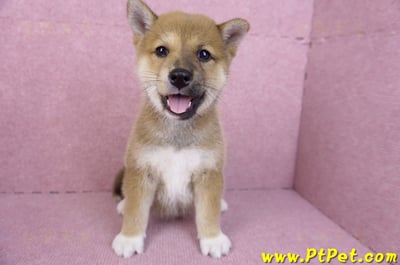 11/08赤色柴犬母幼犬(屏東九如)3