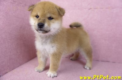 12/10赤色柴犬公幼犬(屏東萬丹)8