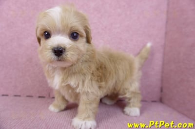 10/18馬爾泰迪公幼犬1號(高雄三民)7