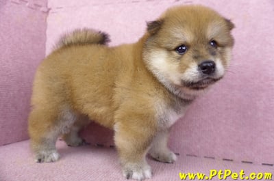 03/09赤色長毛柴犬公幼犬3