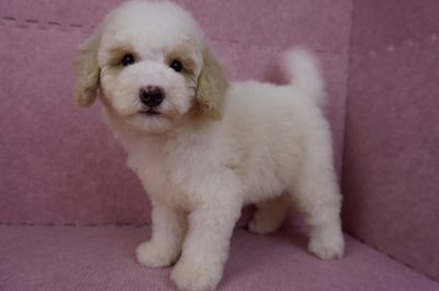 07/10迷你型花貴賓公幼犬(奶油花)(屏東東港)10