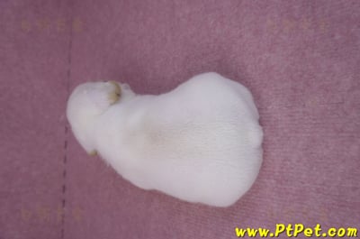 03/21奶白色法國鬥牛公幼犬3號8