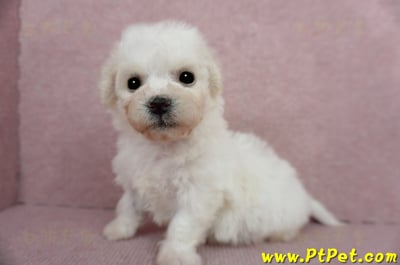 01/12比熊犬公幼犬(屏東市)10