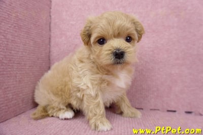 06/15奶油色馬爾泰迪母幼犬(台北內湖)7