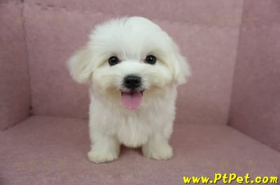 04/17迷你型馬爾濟斯公幼犬(桃園龜山)3