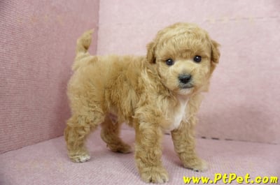 11/26迷你型奶油貴賓公幼犬3號(台北內湖)1