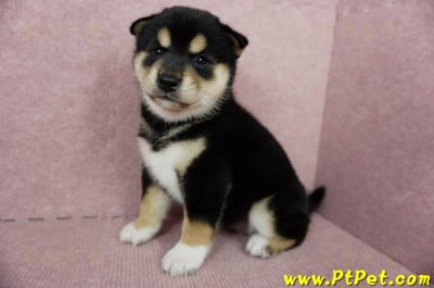 06/04黑色柴犬母幼犬(屏東潮州)5