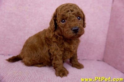 01/26紅貴賓公幼犬(新北深坑)4