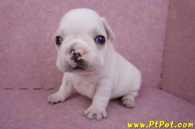 03/21奶白色法國鬥牛公幼犬1號5