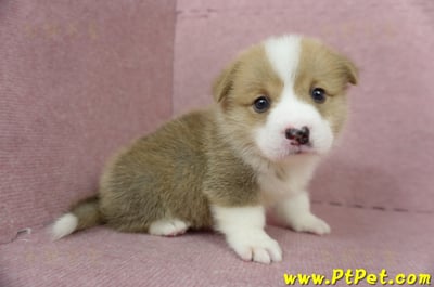 04/13雙色柯基犬公幼犬1號(高雄美濃)4