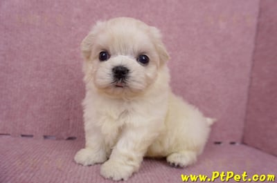 06/26迷你型馬爾濟斯 I 公幼犬1號(桃園八德)9