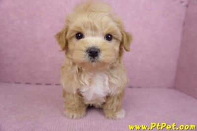 11/23馬爾泰迪公幼犬3號4