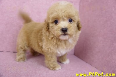 08/12泰迪比熊母幼犬2號(桃園龜山)7